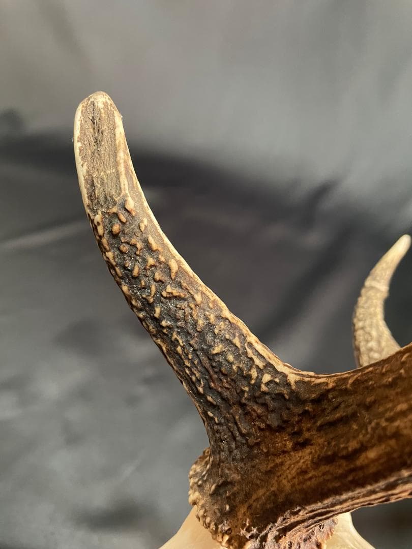 【日本鹿】三段角の日本鹿の頭蓋骨