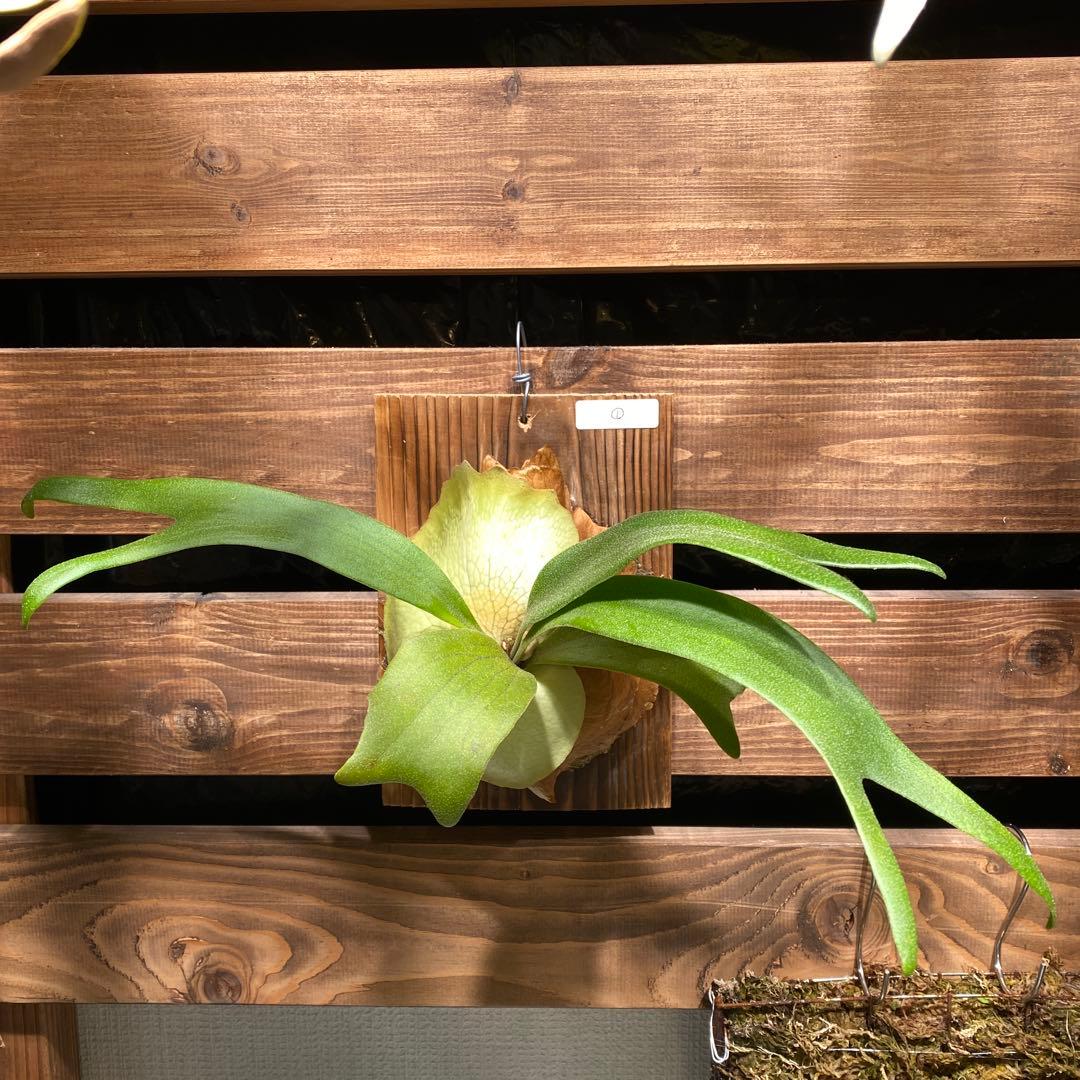 ビカクシダ Ripples 波紋 spore