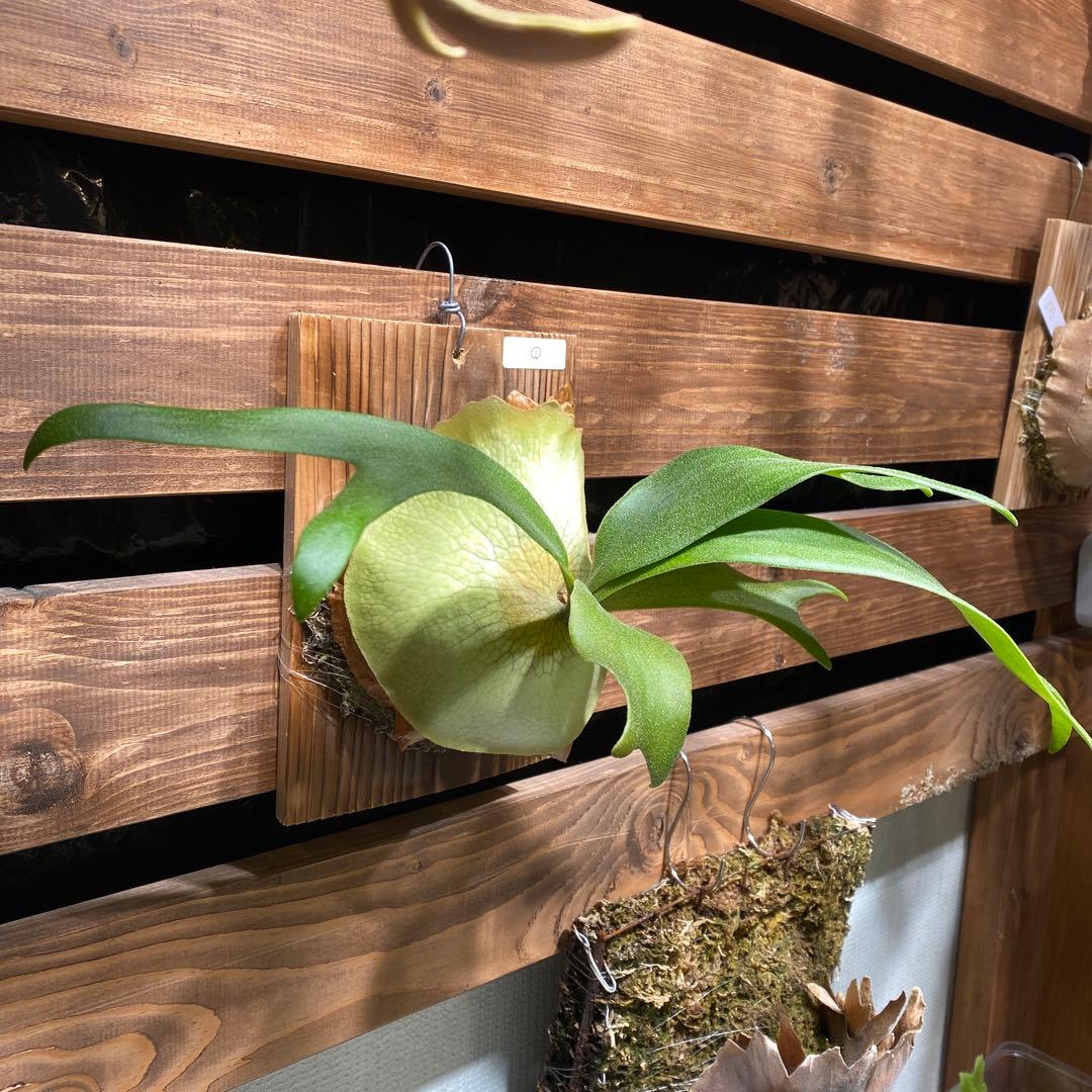 ビカクシダ Ripples 波紋 spore