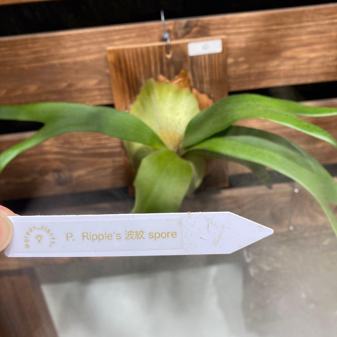 ビカクシダ Ripples 波紋 spore