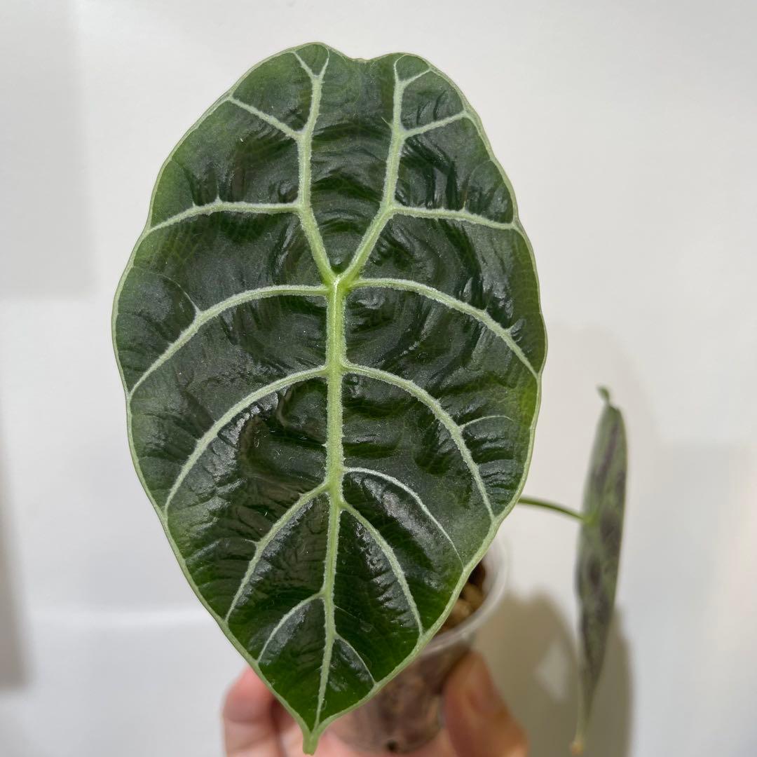 【P4LLY】アロカシア　アマゾニカ21&ワトソニアナ2