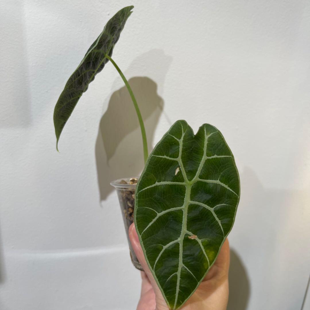 【P4LLY】アロカシア　アマゾニカ21&ワトソニアナ2