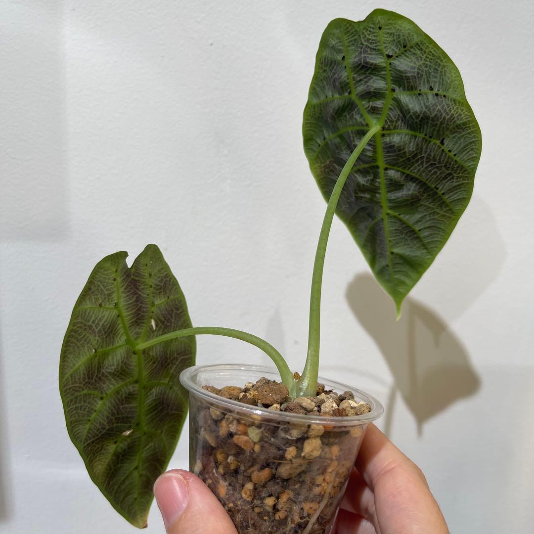 【P4LLY】アロカシア　アマゾニカ21&ワトソニアナ2