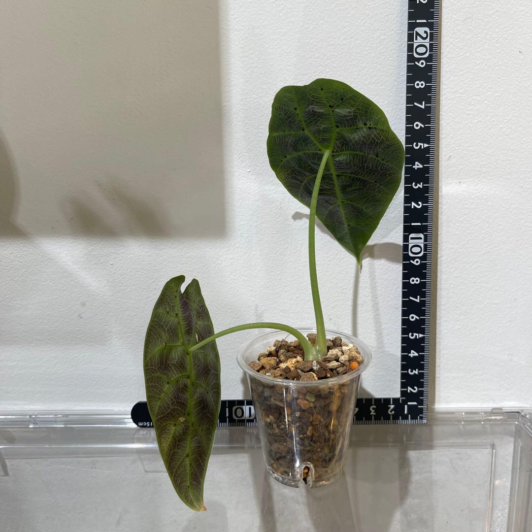 【P4LLY】アロカシア　アマゾニカ21&ワトソニアナ2