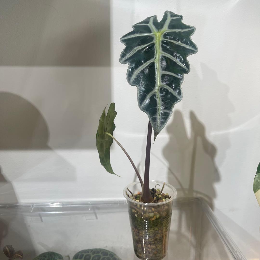 【P4LLY】アロカシア　アマゾニカ21&ワトソニアナ2