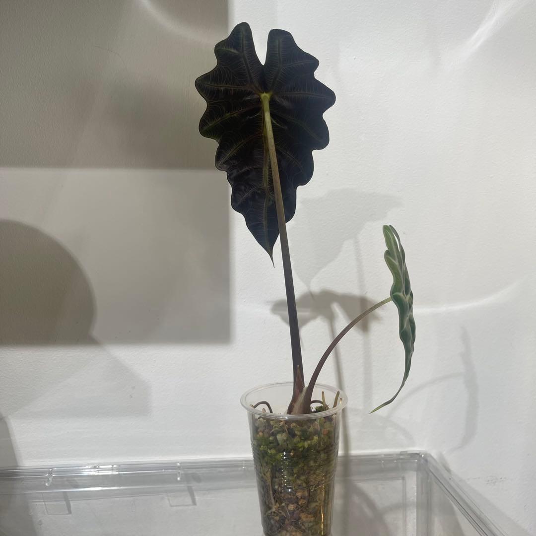 【P4LLY】アロカシア　アマゾニカ21&ワトソニアナ2