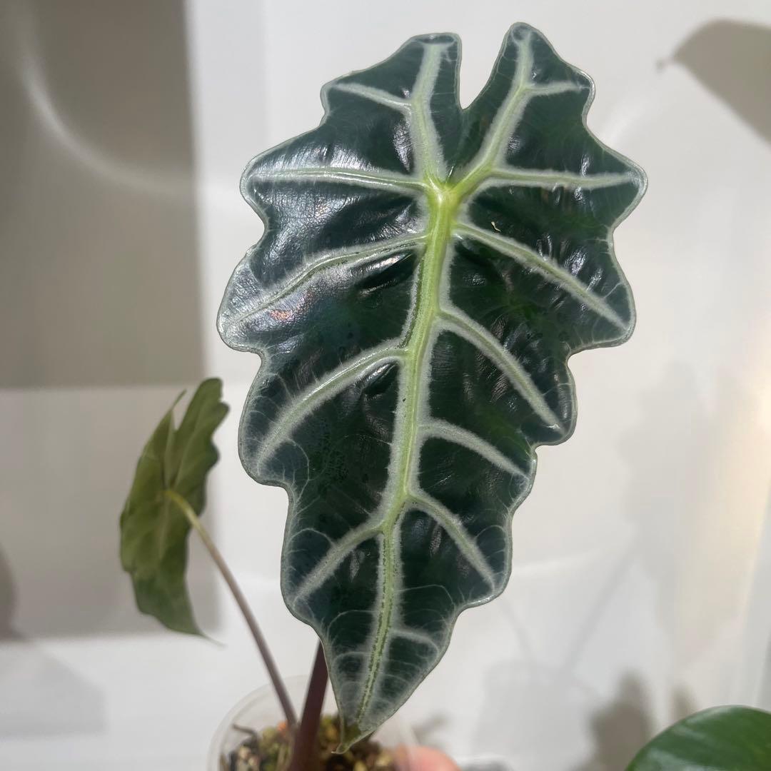 【P4LLY】アロカシア　アマゾニカ21&ワトソニアナ2