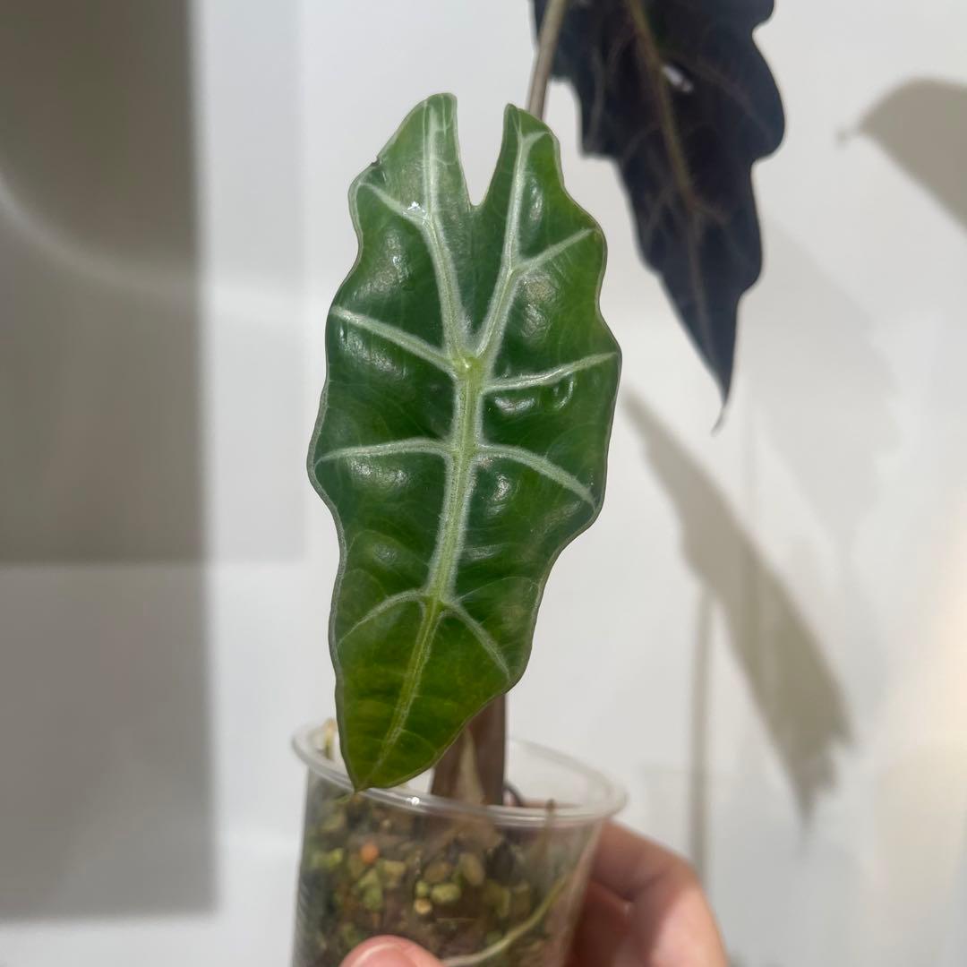 【P4LLY】アロカシア　アマゾニカ21&ワトソニアナ2