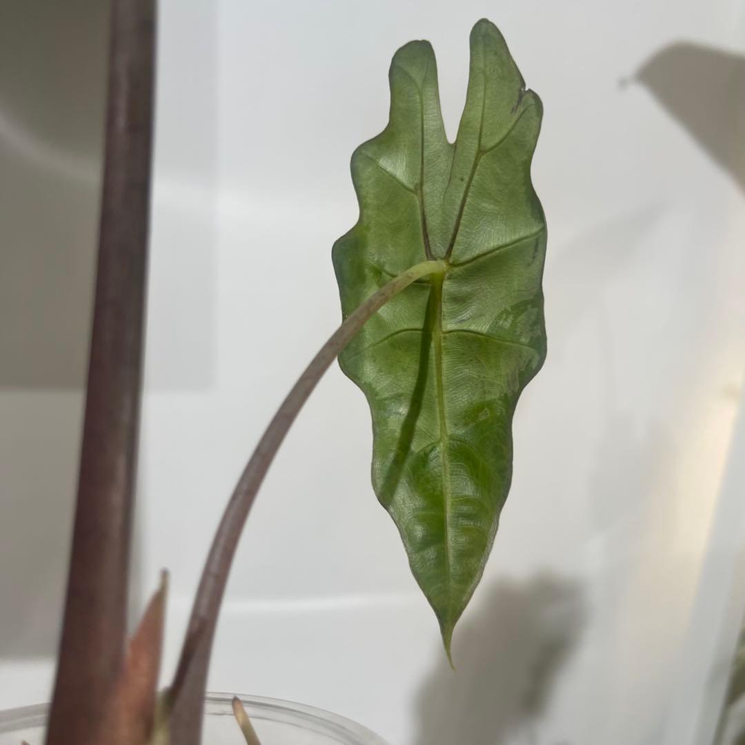 【P4LLY】アロカシア　アマゾニカ21&ワトソニアナ2