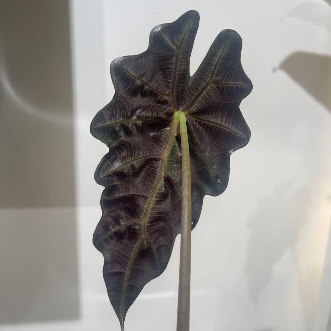 【P4LLY】アロカシア　アマゾニカ21&ワトソニアナ2