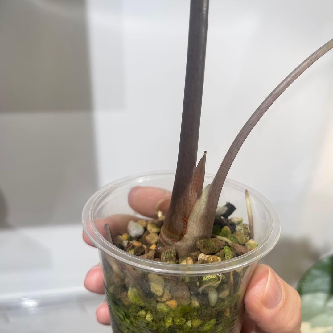 【P4LLY】アロカシア　アマゾニカ21&ワトソニアナ2