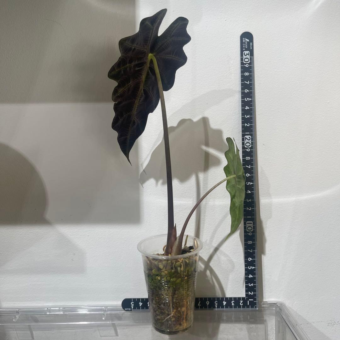 【P4LLY】アロカシア　アマゾニカ21&ワトソニアナ2