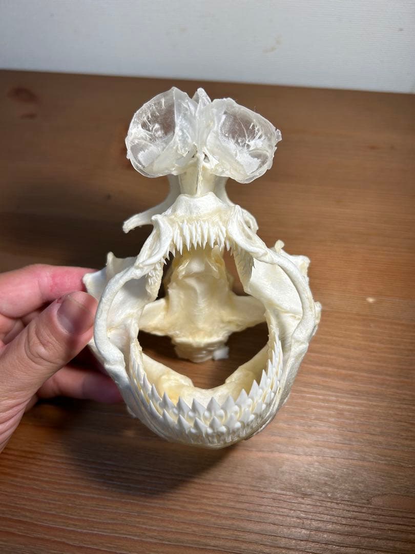 ヨロイザメの頭骨標本(サメ骨格)