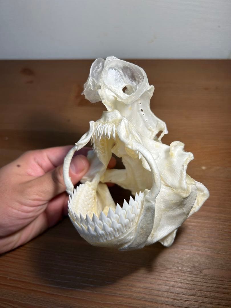 ヨロイザメの頭骨標本(サメ骨格)