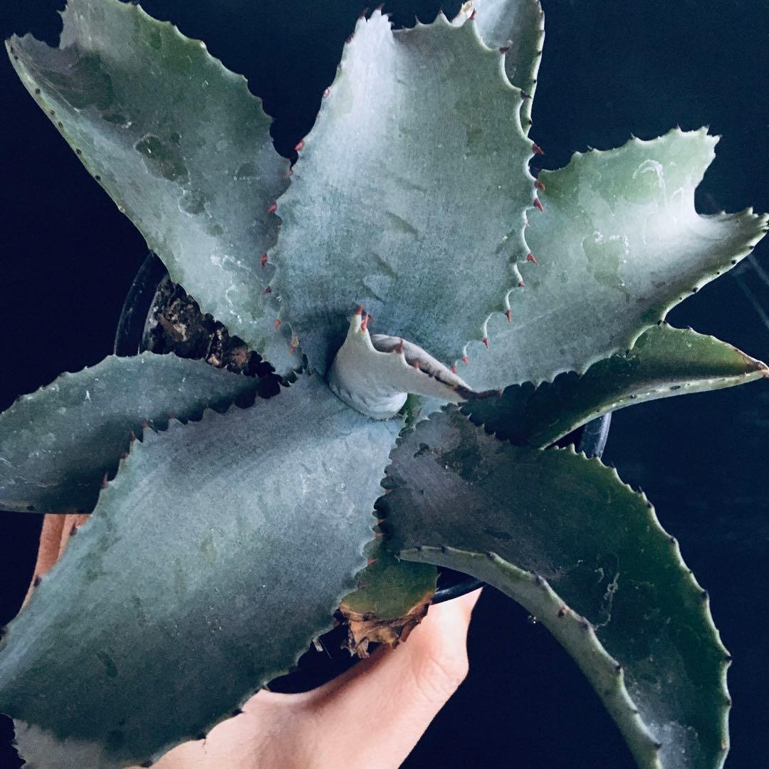 【稀少】アガベ ミスター リップル TC株