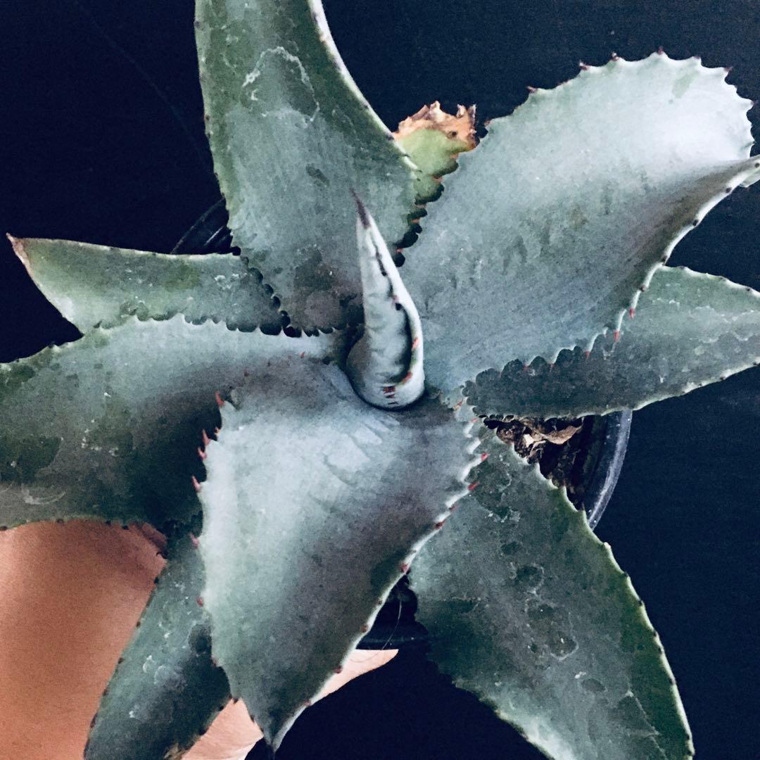 【稀少】アガベ ミスター リップル TC株