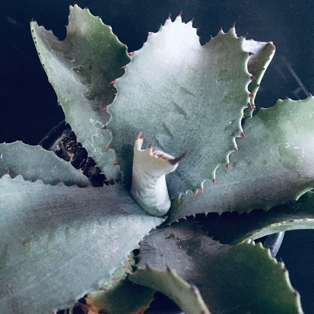 【稀少】アガベ ミスター リップル TC株