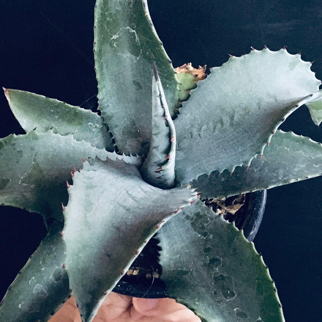 【稀少】アガベ ミスター リップル TC株