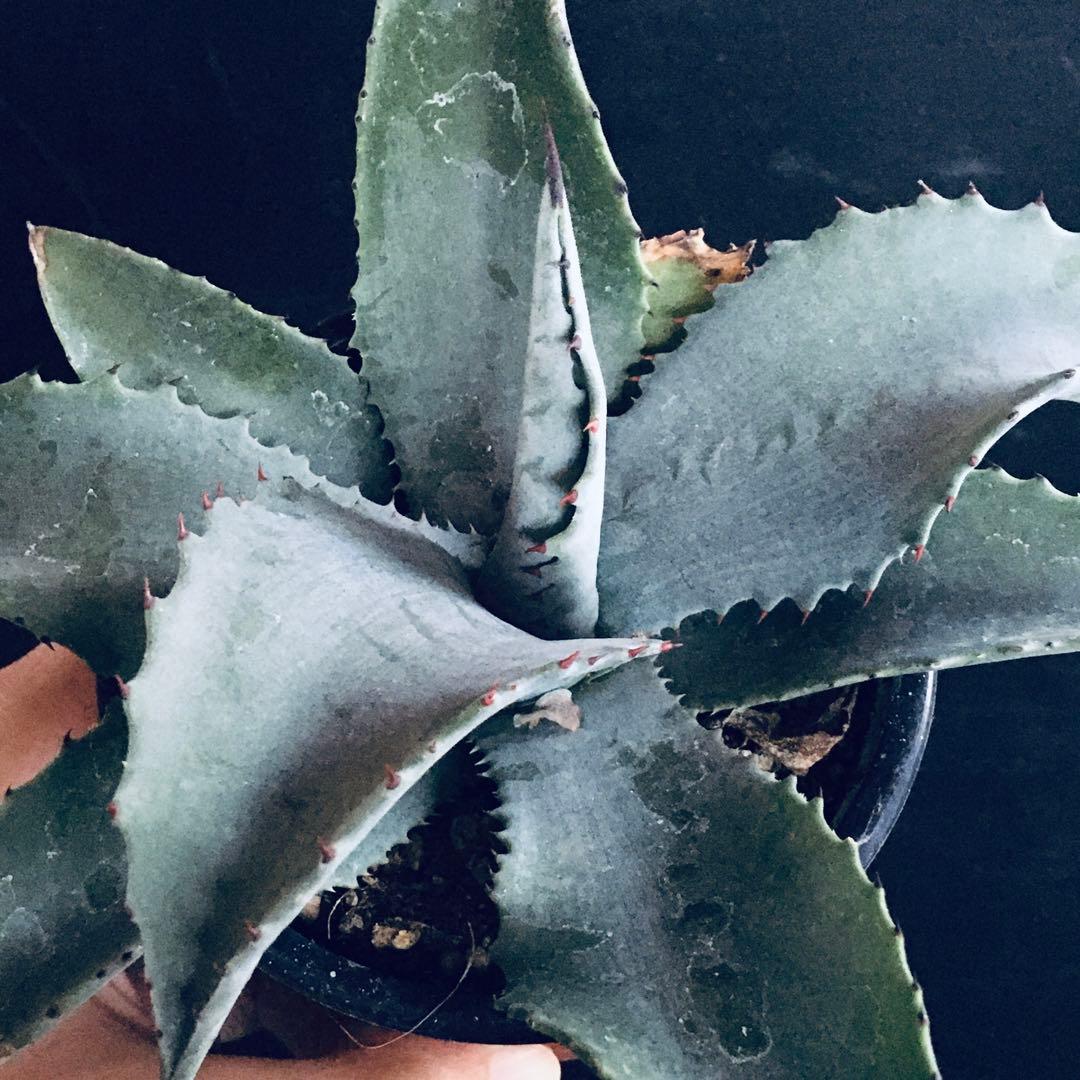 【稀少】アガベ ミスター リップル TC株