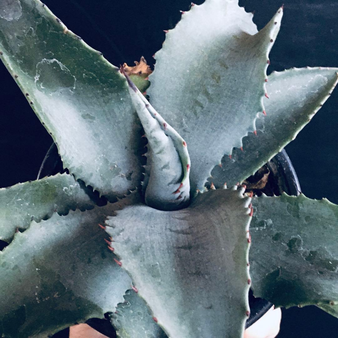 【稀少】アガベ ミスター リップル TC株