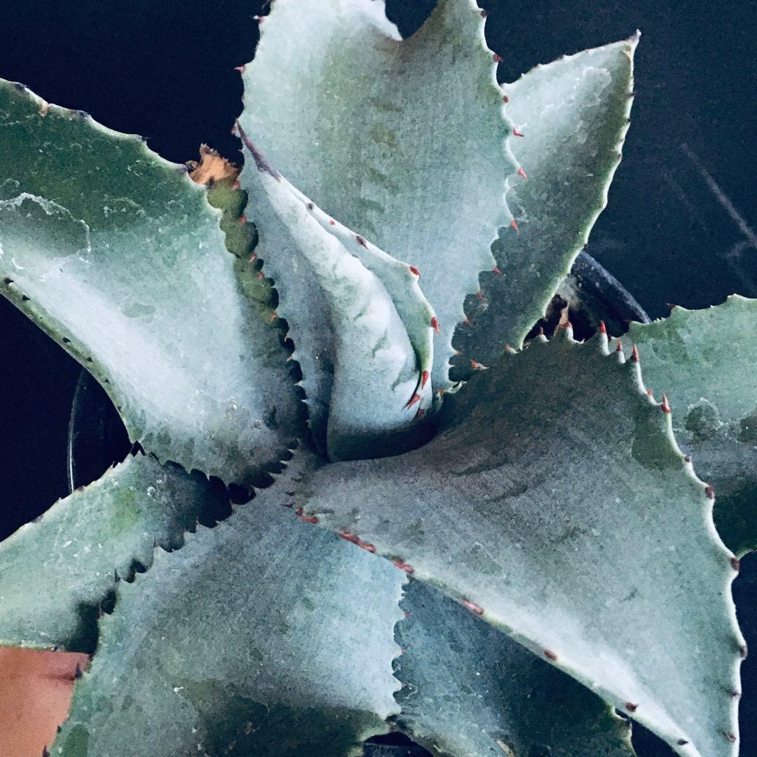 【稀少】アガベ ミスター リップル TC株