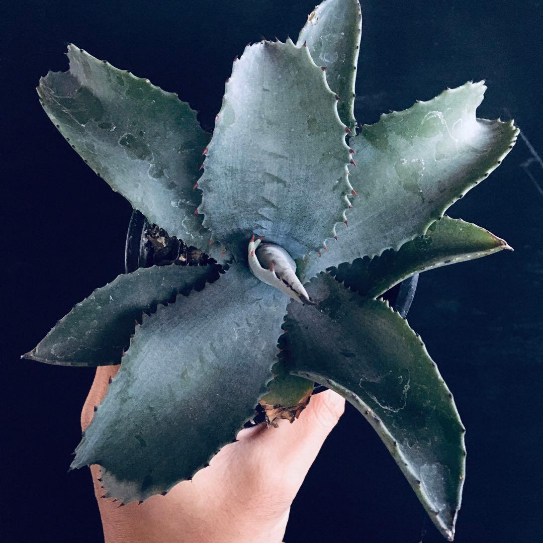 【稀少】アガベ ミスター リップル TC株