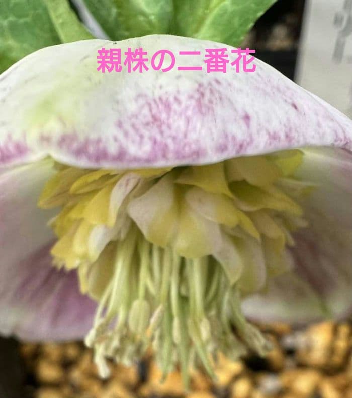 花*菜様 クリスマスローズ　モーリー　苗　株分け