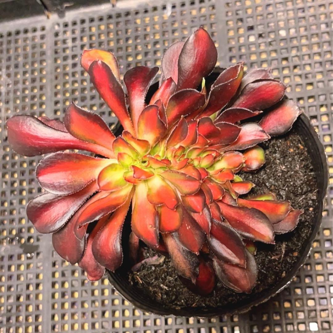 57#多肉植物アエオニウム錦❤️ シャネル 变異夕焼けセッカ ❤️13cm拨き苗
