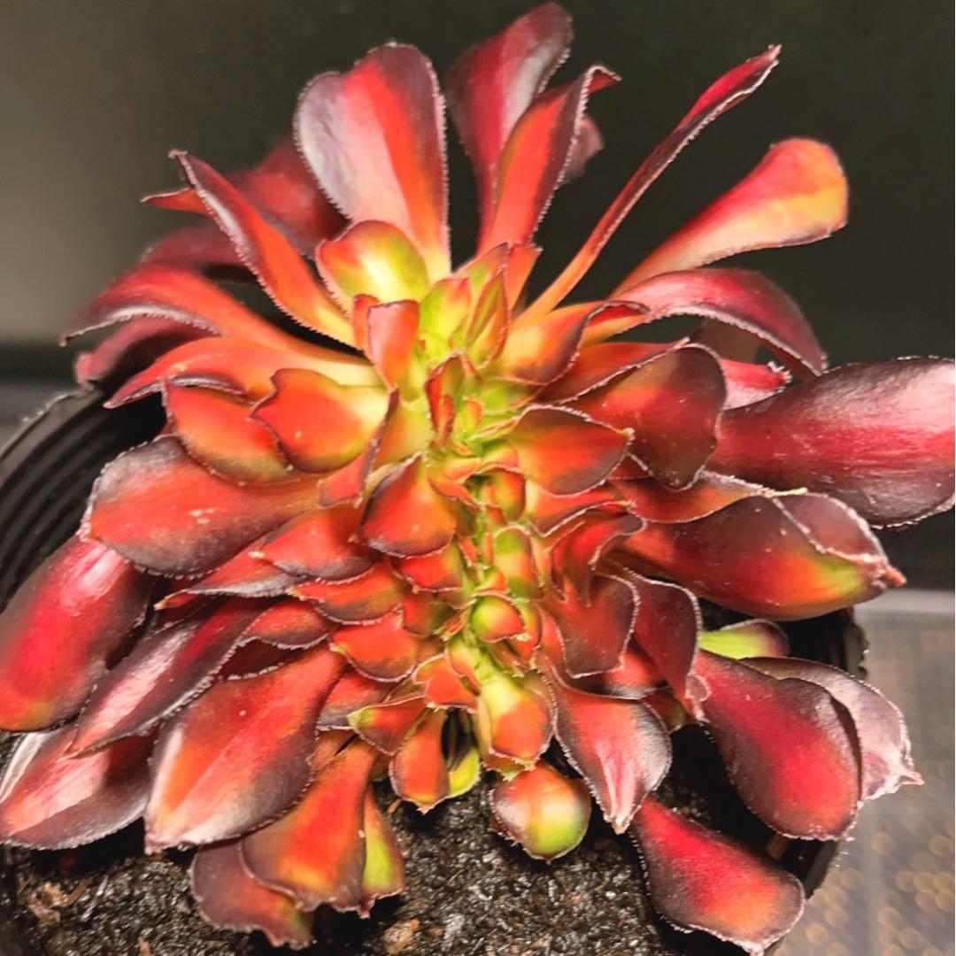 57#多肉植物アエオニウム錦❤️ シャネル 变異夕焼けセッカ ❤️13cm拨き苗