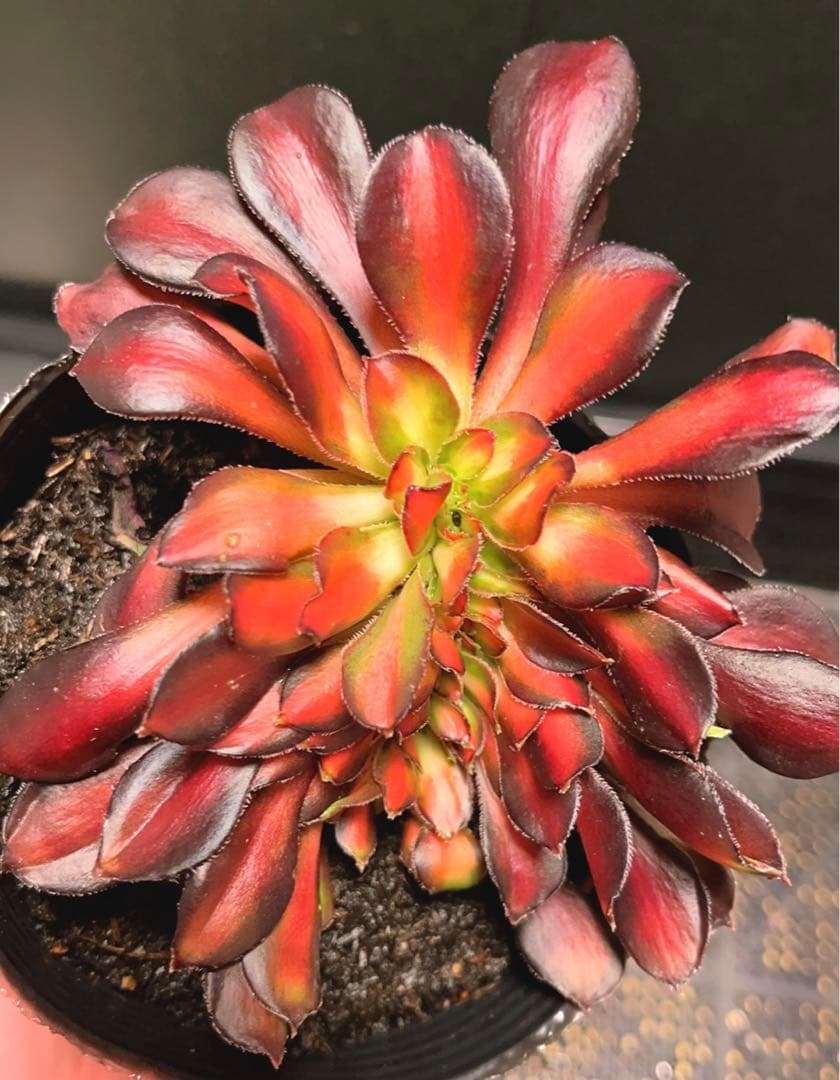 57#多肉植物アエオニウム錦❤️ シャネル 变異夕焼けセッカ ❤️13cm拨き苗