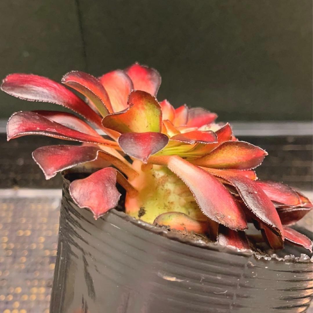 57#多肉植物アエオニウム錦❤️ シャネル 变異夕焼けセッカ ❤️13cm拨き苗