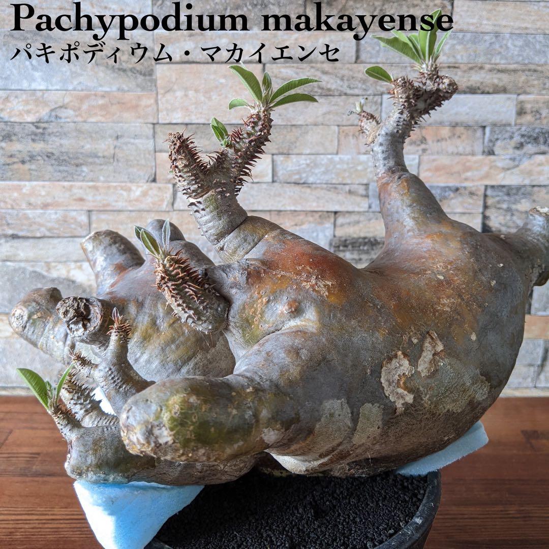 多頭　パキポディウム　マカイエンセ　塊根植物　コーデックス