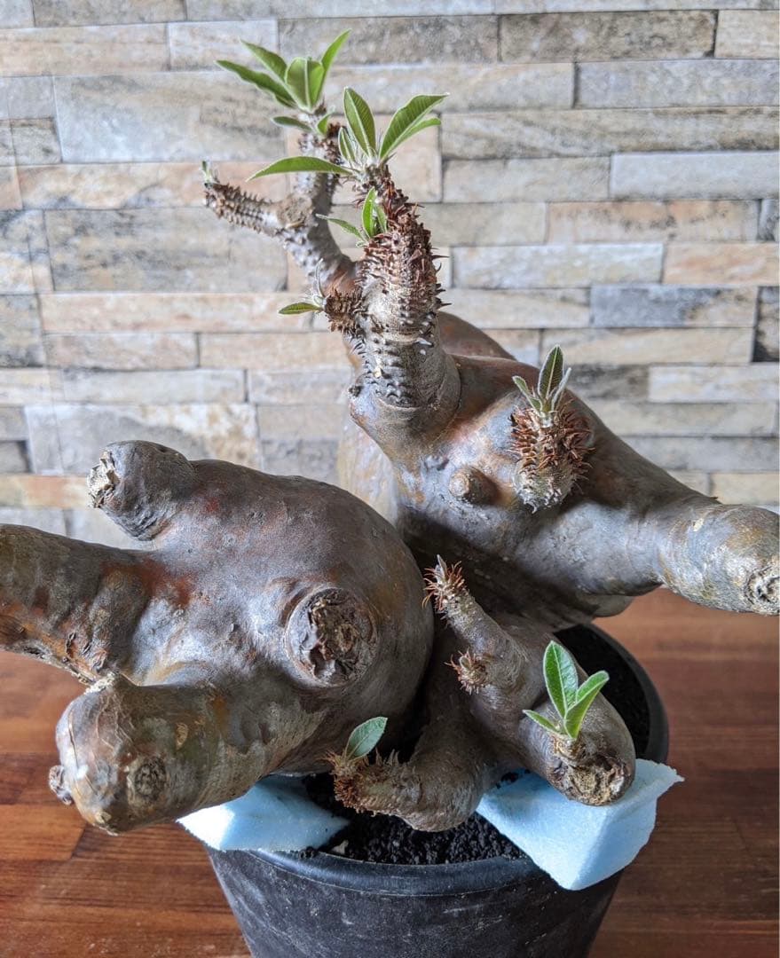 多頭　パキポディウム　マカイエンセ　塊根植物　コーデックス