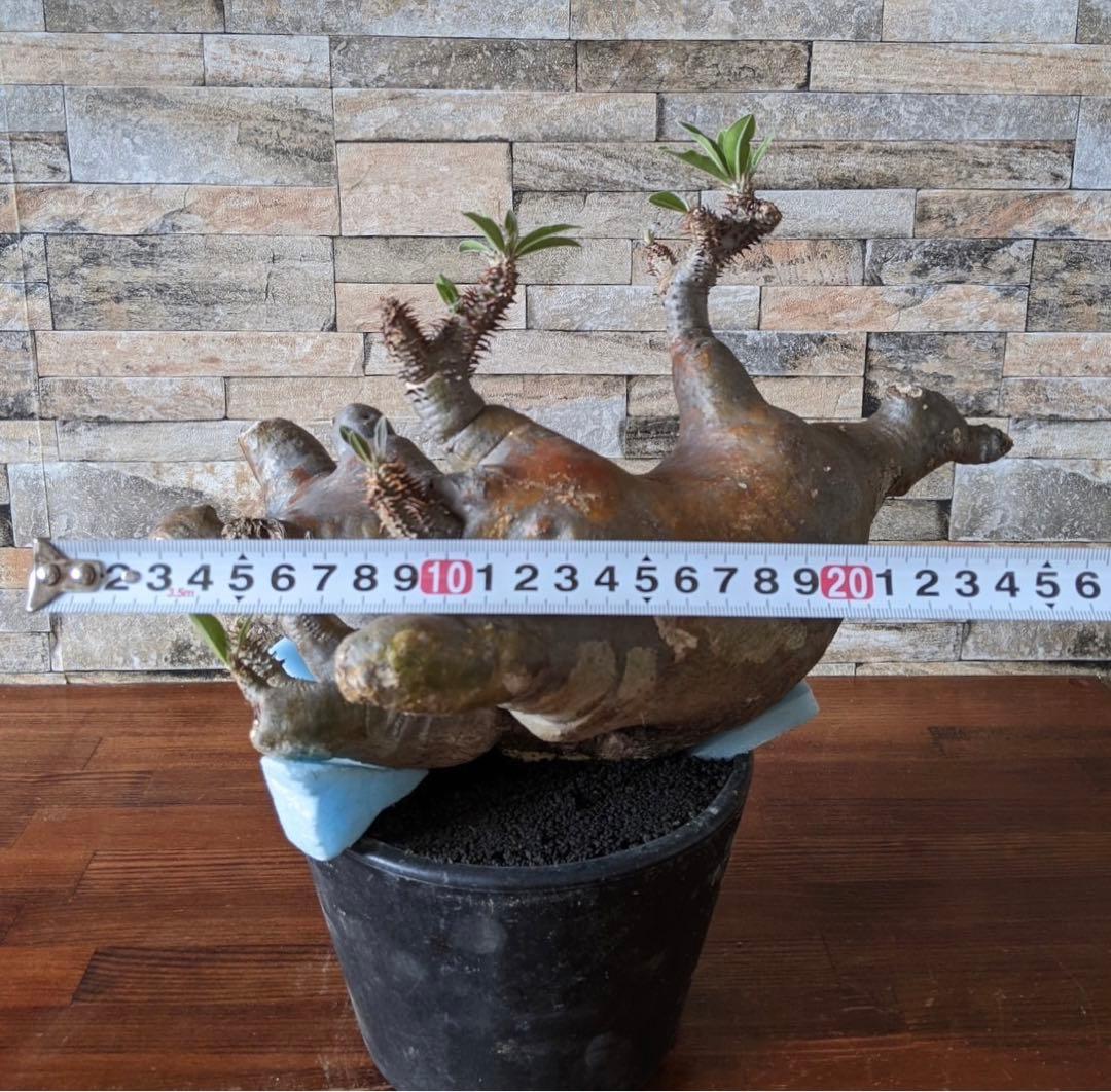 多頭　パキポディウム　マカイエンセ　塊根植物　コーデックス