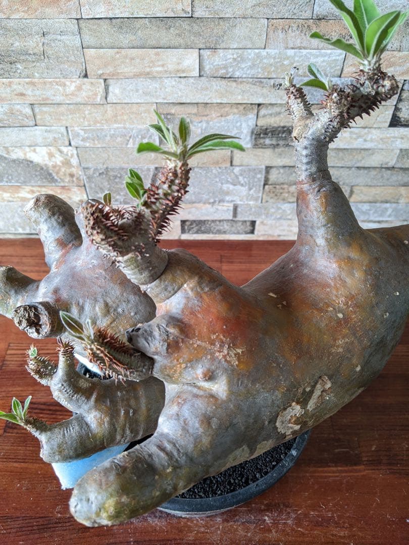 多頭　パキポディウム　マカイエンセ　塊根植物　コーデックス