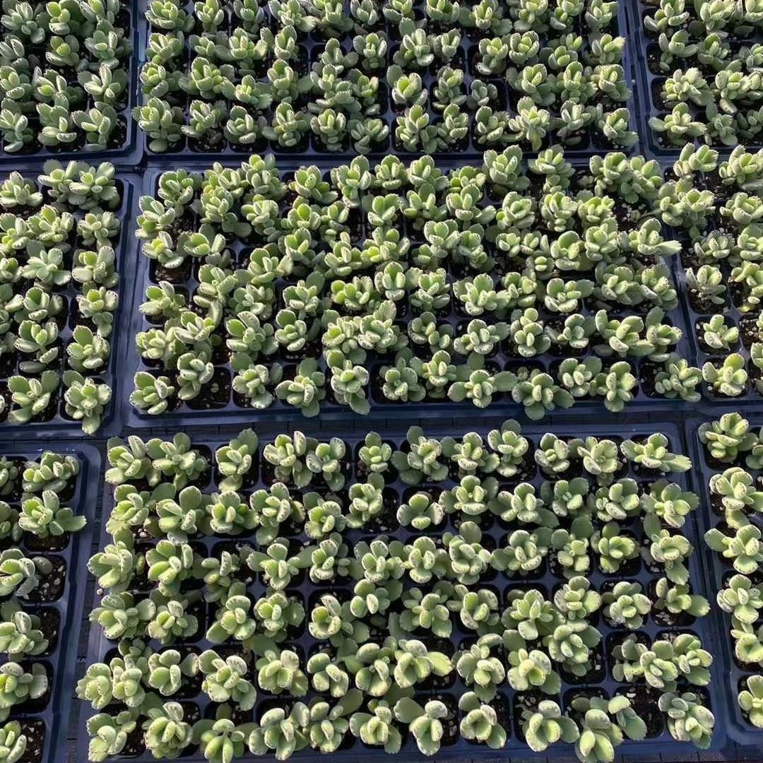 Top【選抜株】多肉植物　24815トメントサ　72個　プラグトレー苗