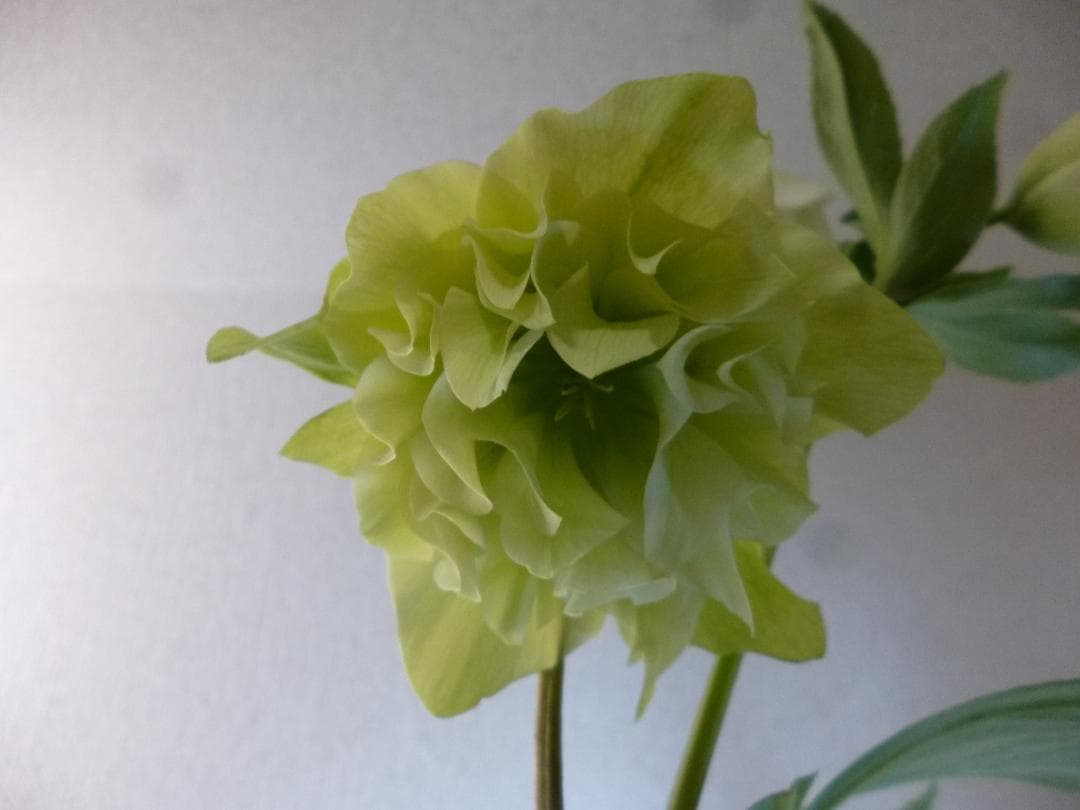 八重クリスマスローズカラフル開花株5株　ピンク、黄ブロッチ入り等