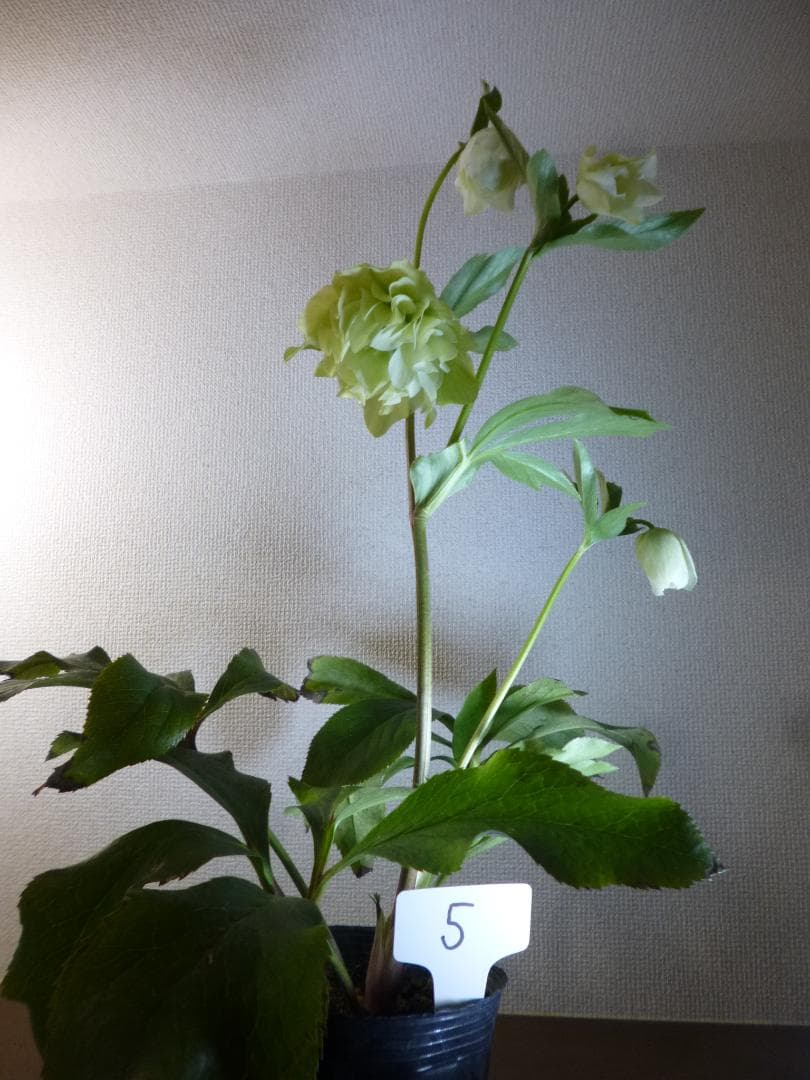 八重クリスマスローズカラフル開花株5株　ピンク、黄ブロッチ入り等