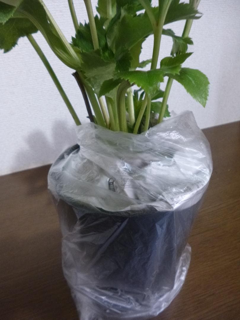 八重クリスマスローズカラフル開花株5株　ピンク、黄ブロッチ入り等