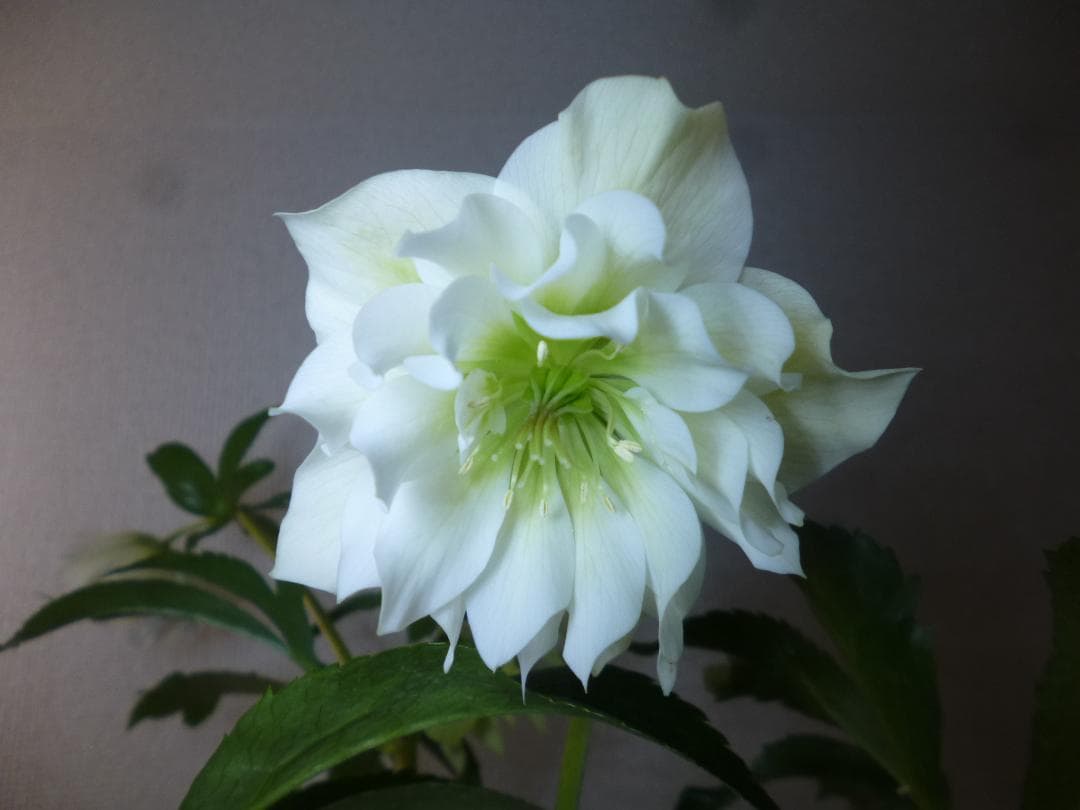 八重クリスマスローズカラフル開花株5株　ピンク、黄ブロッチ入り等