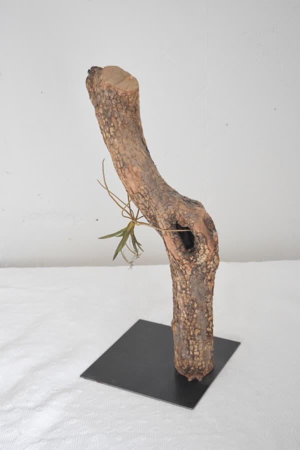 モリソン小林 morison kobayashi金属の風蘭