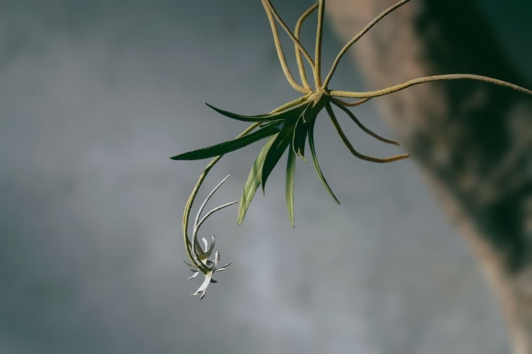 モリソン小林 morison kobayashi金属の風蘭