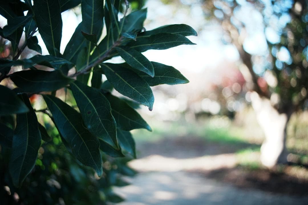 【極美品】動作◎ ミノルタ New MD 28mm F2.8 733