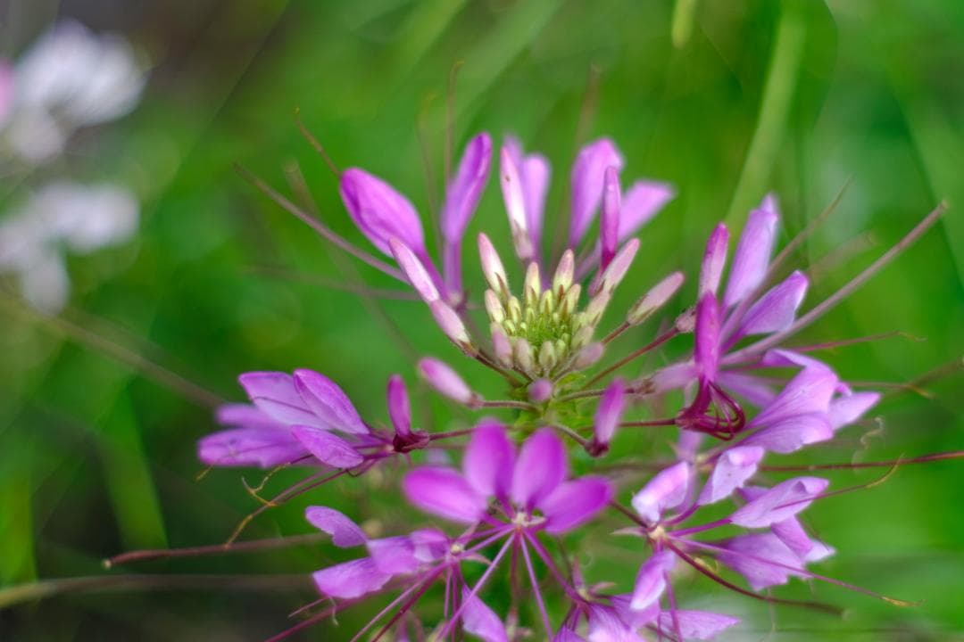 MINOLTA MD ROKKOR 50㎜ F1.7 マニュアルフォーカス