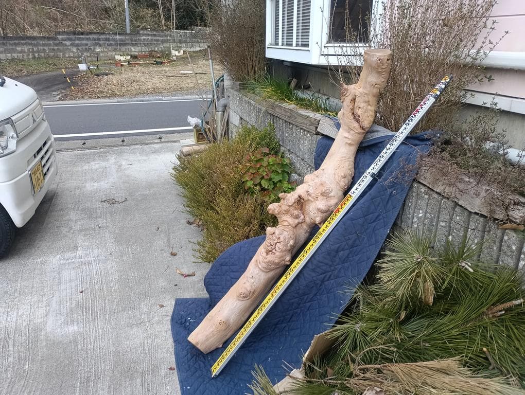 天然木　変木　カイズカイブキ　　無垢材　銘木　です。