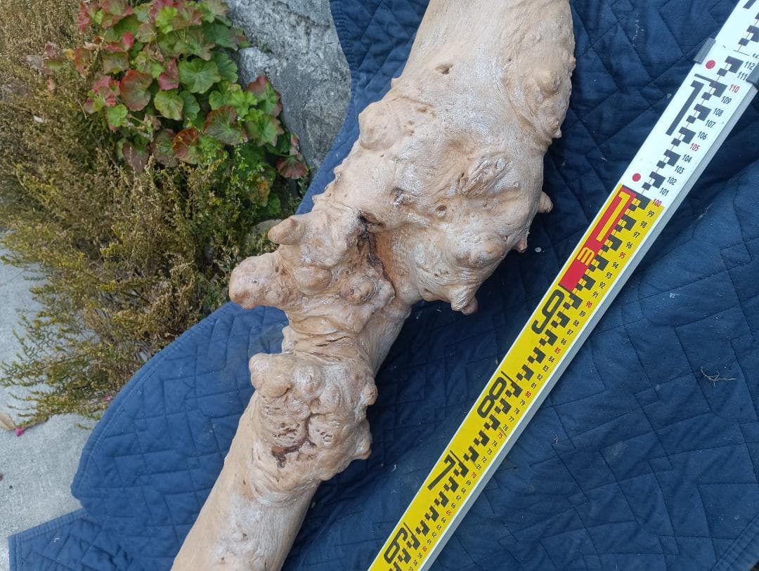 天然木　変木　カイズカイブキ　　無垢材　銘木　です。