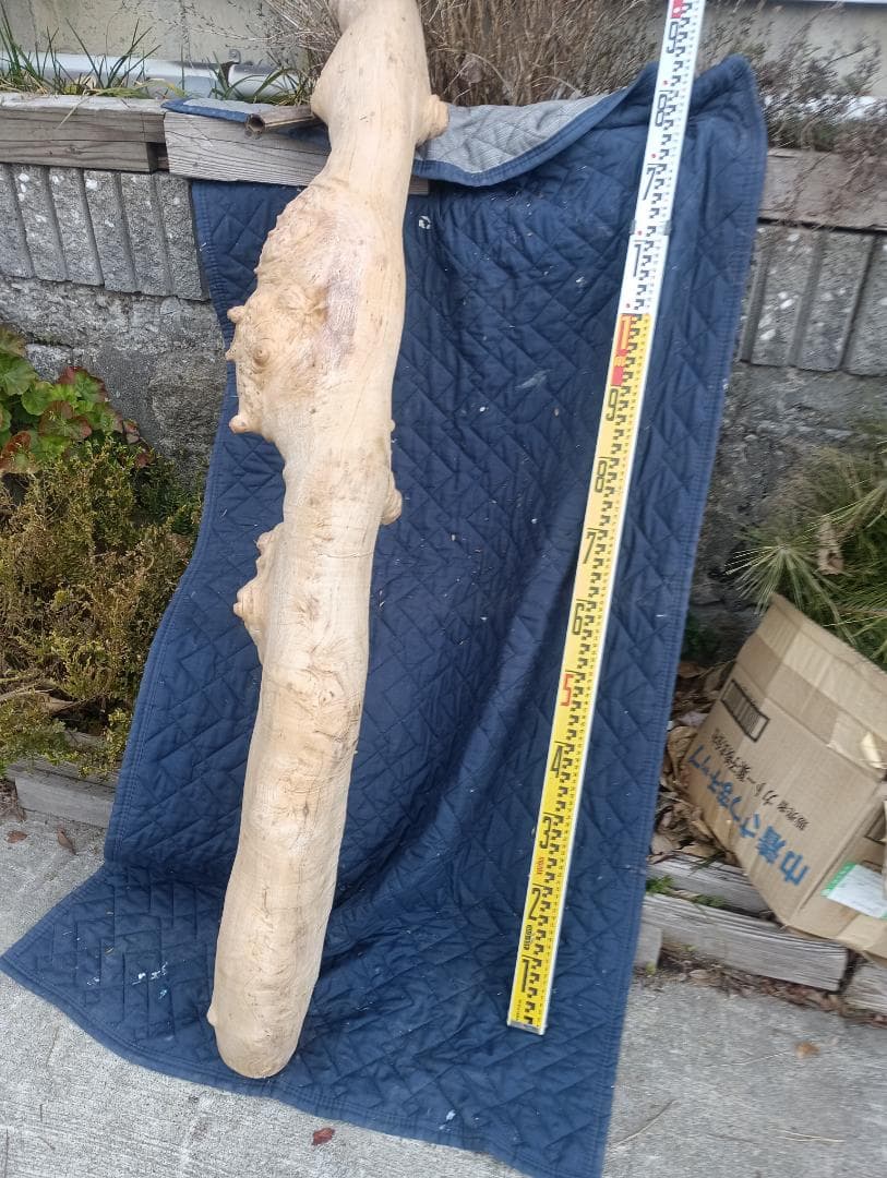 天然木　変木　カイズカイブキ　　無垢材　銘木　です。