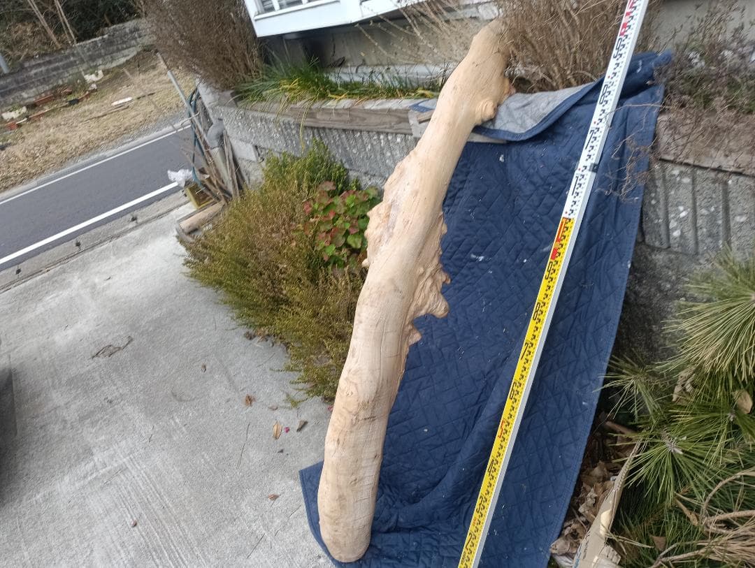 天然木　変木　カイズカイブキ　　無垢材　銘木　です。