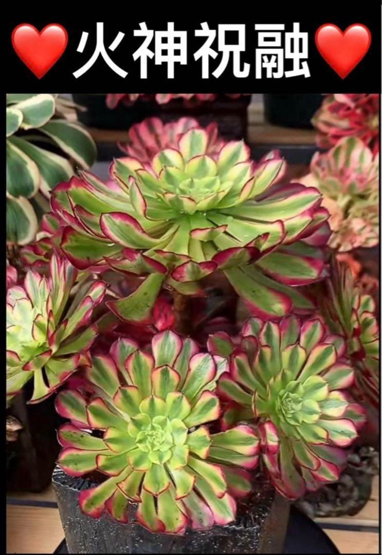多肉植物❤️アエオニウム錦❤️火神祝融❤ 状態図