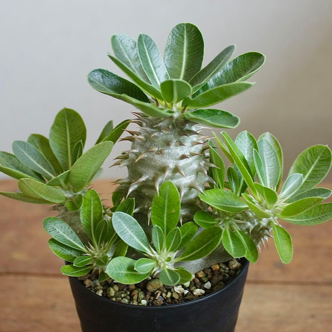 パキポディウム　ブレビカリックス実生4年目　セラアート3寸ロング鉢　塊根植物